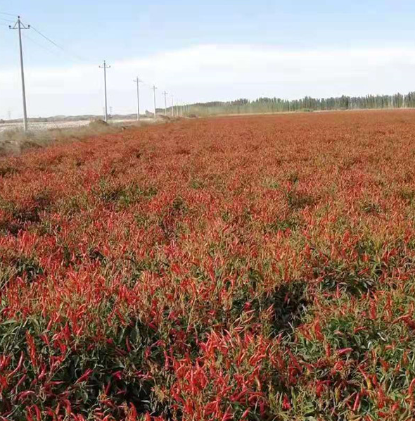 辣椒種植農(nóng)場
